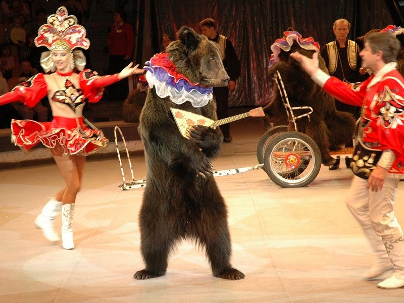 Медведь циркач